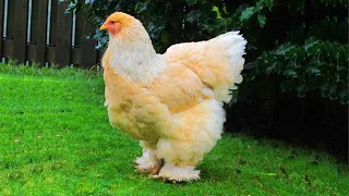 Chicken Clucking And Other Chickens Sound and Noises 🐔 VIDEOS