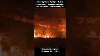 Лава беспощадно уничтожает всю растительность...