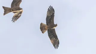 Booted Eagle (Hieraaetus pennatus) dark morph gets picked on by black kites - Slow mo