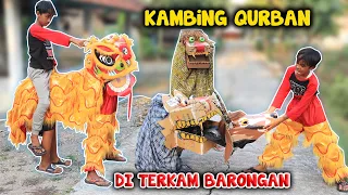 IRUL KIRIM KAMBING QURBAN MALAH DI T3RKAM BARONGAN KARDUS | UNTUNG BISA BERUBAH JADI BARONGSAI