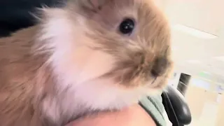 Do you like my bunny?