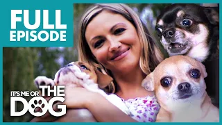 The Chihuahua Brat Pack: Jodie Marsh | Full Episode | It's Me or the Dog