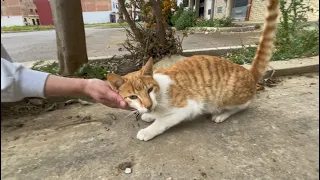 My cute cat Ginger refuses to be put in my arms.