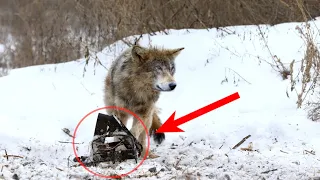 Попав в капкан, волк ждал на помощь своих сородичей. Но браконьеры были уже близко. А спустя время..