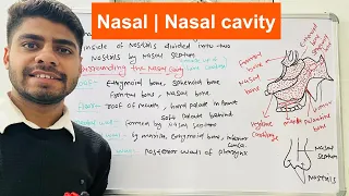 Nose or nasal cavity in hindi | bones | muscular layer | Nasal conchea | function of nose