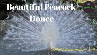 Beautiful peacock donce, Beautiful relaxing music meditation music