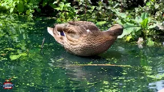 Ducklings in Bishops Park