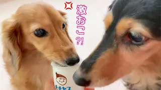 【ダックスフンド】かわいい愛犬が・・・。まさかの豹変！！貴重な激おこシーン☆