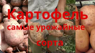 Картофель Новые урожайные сорта картофеля Щедрык Фотиния Княгиня Мырослава Славянка Сельская жизнь