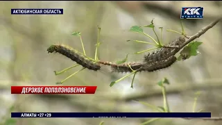 Гусеницы шелкопряда съели 4 гектара леса под Актобе