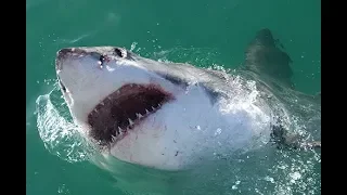 Great White Sharks - Nature Documentary