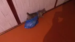 Кошка с пакетом упала с лестницы, приколы с котами смотреть до конца угар!)