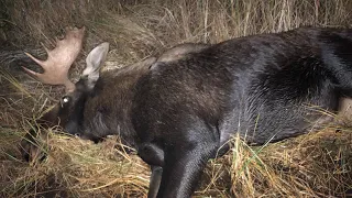 Wigwascence (5 day moose hunt)