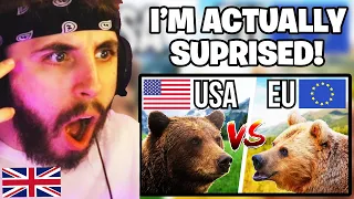 Brit Reacts to 5 American Animals VS 5 European Animals - Who Would Win?