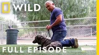 Aggression to Forever Home: Cesar Millan Dog Nation (Full Episode) | Nat Geo Wild