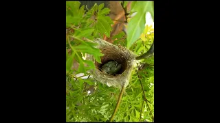 綠繡眼white eye green老家陽台花盆築巢，圓滿結束