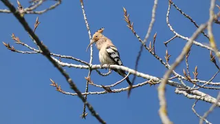 ABUBILLA CANTANDO    SINGING HOOPOE    (Upupa epops)    4K