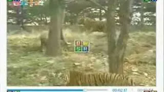 Young asiatic Lion vs Male Siberian Tiger ( Tiger submits)