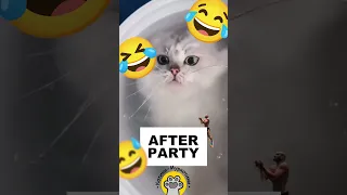 😹 PARTY CATS !!! 😂  #animals #cats #funnycats #pets #funnypetvideos