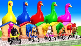 5 Giant Duck, Monkey, Piglet, chicken, dog, elephant, cow, Sheep, Transfiguration funny animal 2024