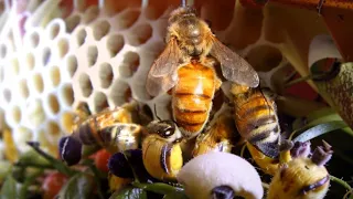 Всё что ты должен знать о пчелах и пчеловодстве