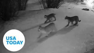 Group of mountain lions seen on camera passing by Colorado residence | USA TODAY