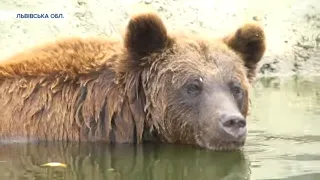 Три ведмеді потрапили до притулку "Домажир" на Львівщині. Як адаптовуються клишоногі