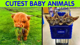 50 Baby Animals Are About To Make It Much Better - cute animal 2/2