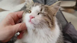 Cute Kittens Enjoy Being Petted in the Most Adorable Way