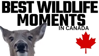 BEST WILDLIFE MOMENTS IN CANADA 🍁 | Wildlife Compilation