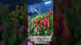 Тюльпаны Алматы #алматы #tulpan #тюльпаны #almaty #8marta #lale #8марта #tulipan #tulipanes #tulipa