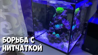 Нитчатка растворяется на глазах | Морской аквариум