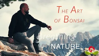 The Art of Bonsai: Capturing the Essence of Breathing Nature
