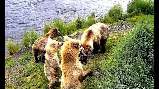 WildLife Alaska Медвежата переходят на рыбную диету, Катмай Baby bears switch to fish diet in Katmai