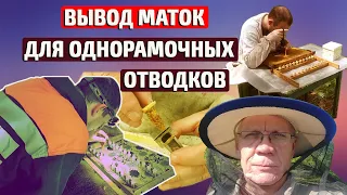 Пасека Вывод маток от а до я Анатолий Стрелец вывод маток