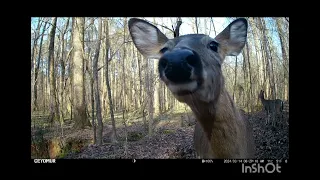 Trailcam:Final check of camera #8.Nice deer videos. #animals #wildlife #nature #deerhunting #deercam