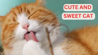 CUTE AND ADORABLE CATS