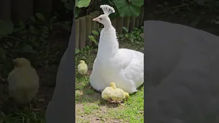 5 минут из жизни павлинов с новорожденными птенцами