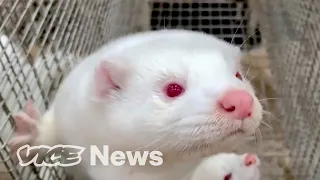 The Massive Mink Massacre That May Kill the Fur Industry