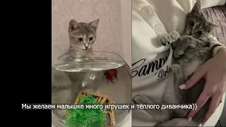 Все найденные у школы котята нашли дом. Буква, Цифра, Алфавит, Тангенс, Котангенс обрели семью.