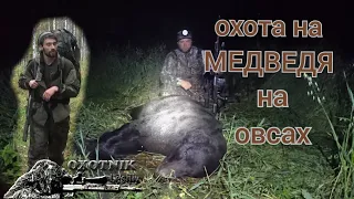 Охота на медведя на овсах.  Раненый медведь.