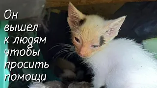 Котята родились в подвале и заболели / на грани жизни и смерти / help save the kittens