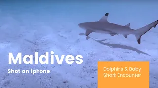 Maldives Trip | Shot on iPhone | Dolphins & Baby Shark Encounter