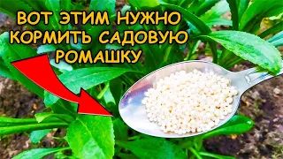 Ромашка будет крупная как тарелка и высокая! Нивяник выращивание подкормка уход весной.