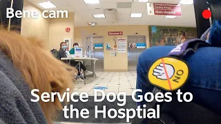 Service Dog Goes to the Hospital | Bene Cam 🔴