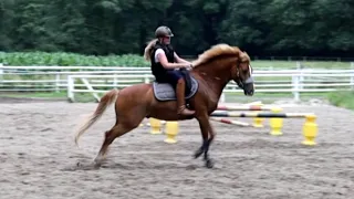 Ponywallach beisst sich fest und galoppiert seinem Reiter davon - Fall Balou Teil 1/2