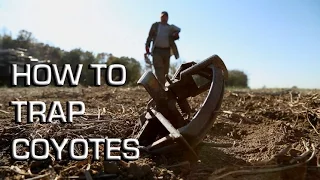 How To Trap Coyotes | Making a Set From Start to Finish