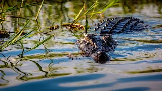 QLD man attacked by crocodile escaped by sticking his fingers in its eyes