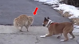 The Bravest Cat Protects Her Kitten From Dog Caught on Camera