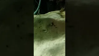 giant fresh water fahaka puffer fish  buried himself in sand good
